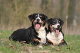 BOUVIER D'APPENZELL 050